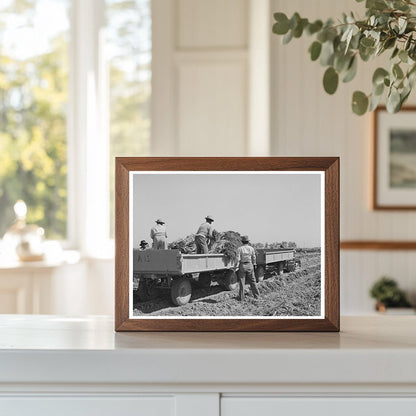 1942 Vintage Photo of Carrot Harvesting in California