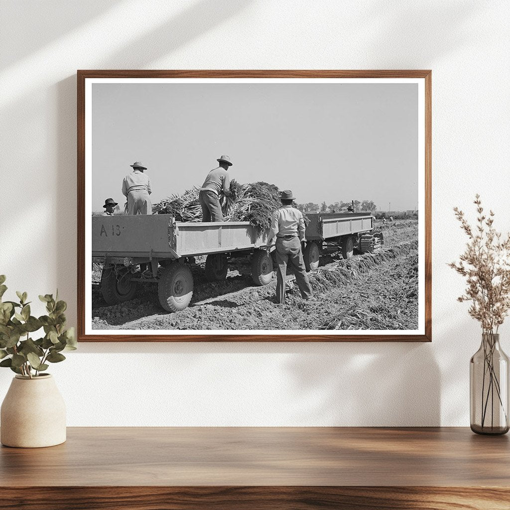 1942 Vintage Photo of Carrot Harvesting in California