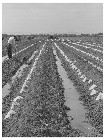 Melon Plants in Irrigated Fields Imperial County 1942