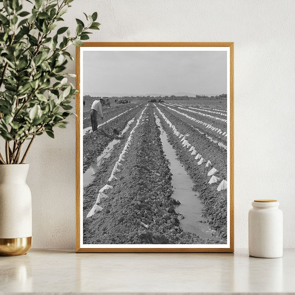 Melon Plants in Irrigated Fields Imperial County 1942