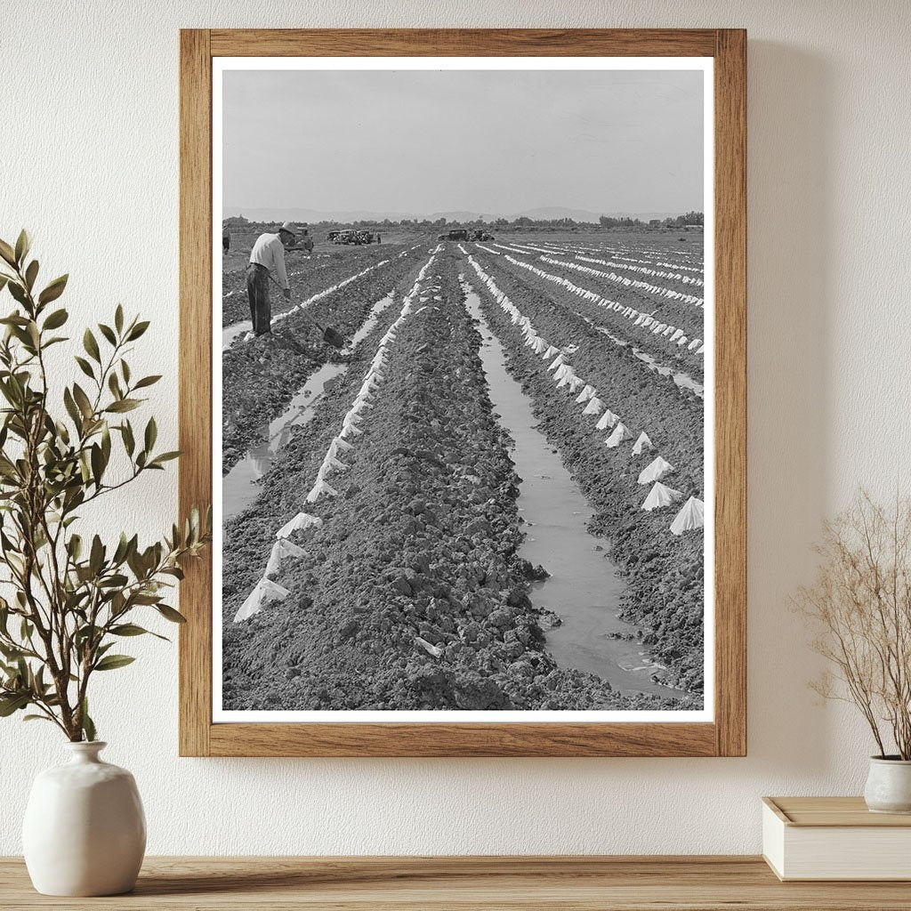 Melon Plants in Irrigated Fields Imperial County 1942