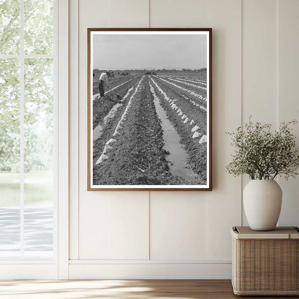 Melon Plants in Irrigated Fields Imperial County 1942