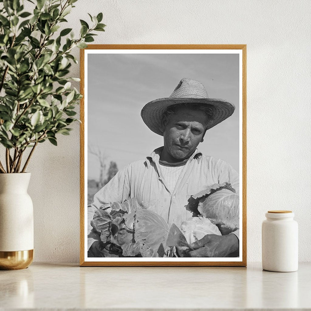 Cabbage Gathering in Imperial County California March 1942