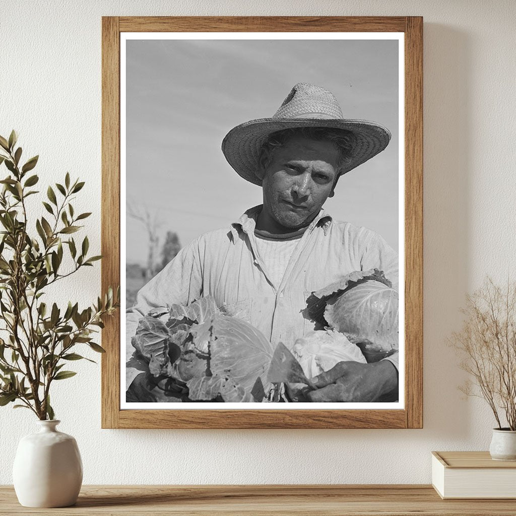 Cabbage Gathering in Imperial County California March 1942