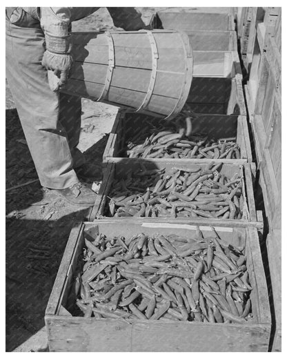 Freshly Picked Peas Imperial County California March 1942