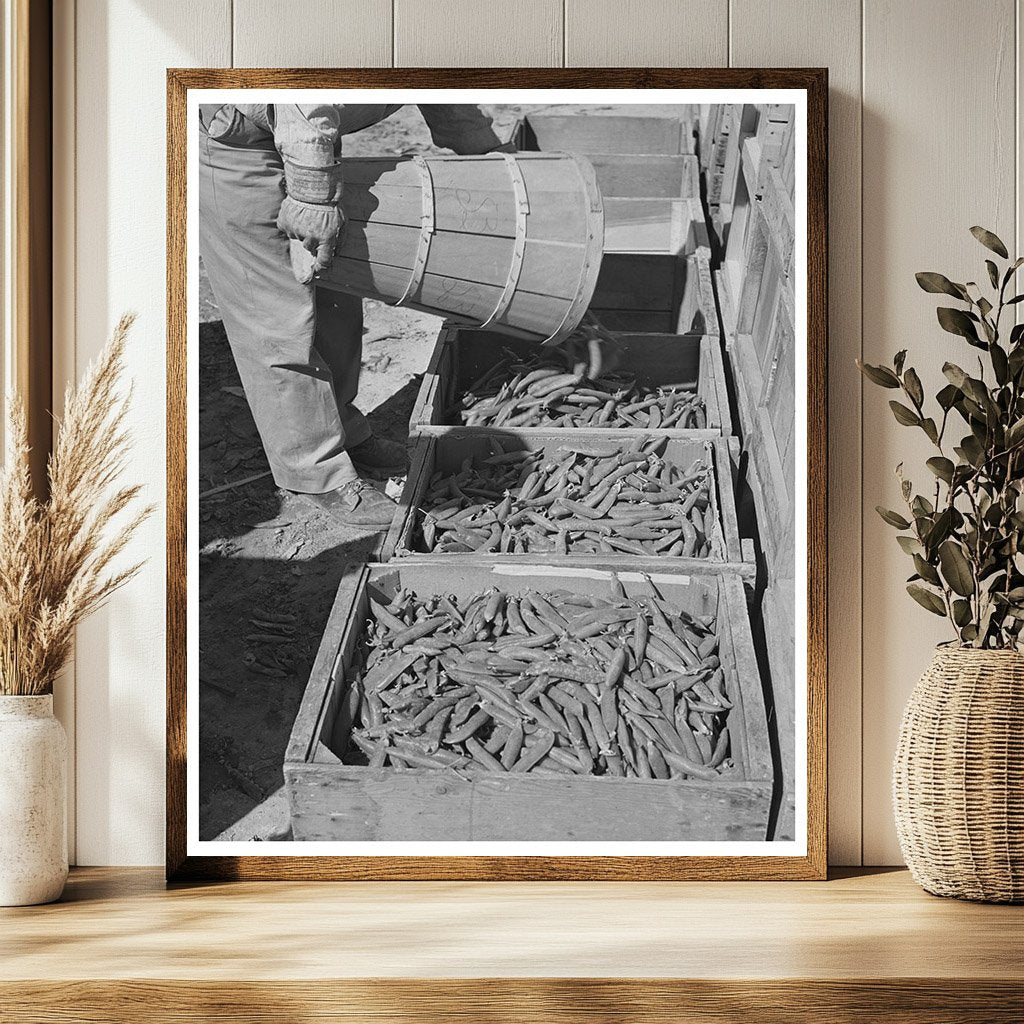 Freshly Picked Peas Imperial County California March 1942
