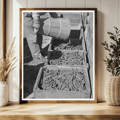 Freshly Picked Peas Imperial County California March 1942