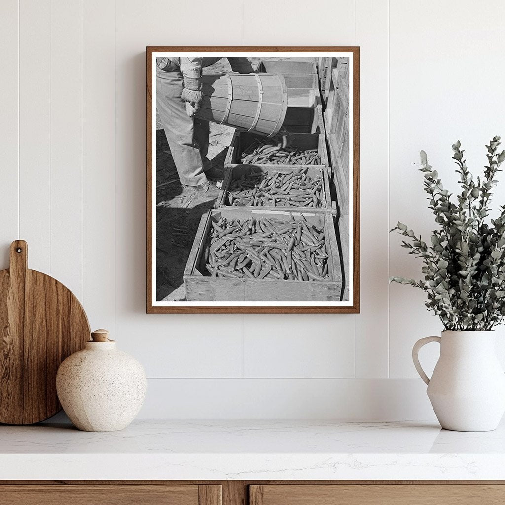 Freshly Picked Peas Imperial County California March 1942