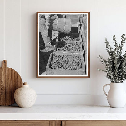 Freshly Picked Peas Imperial County California March 1942