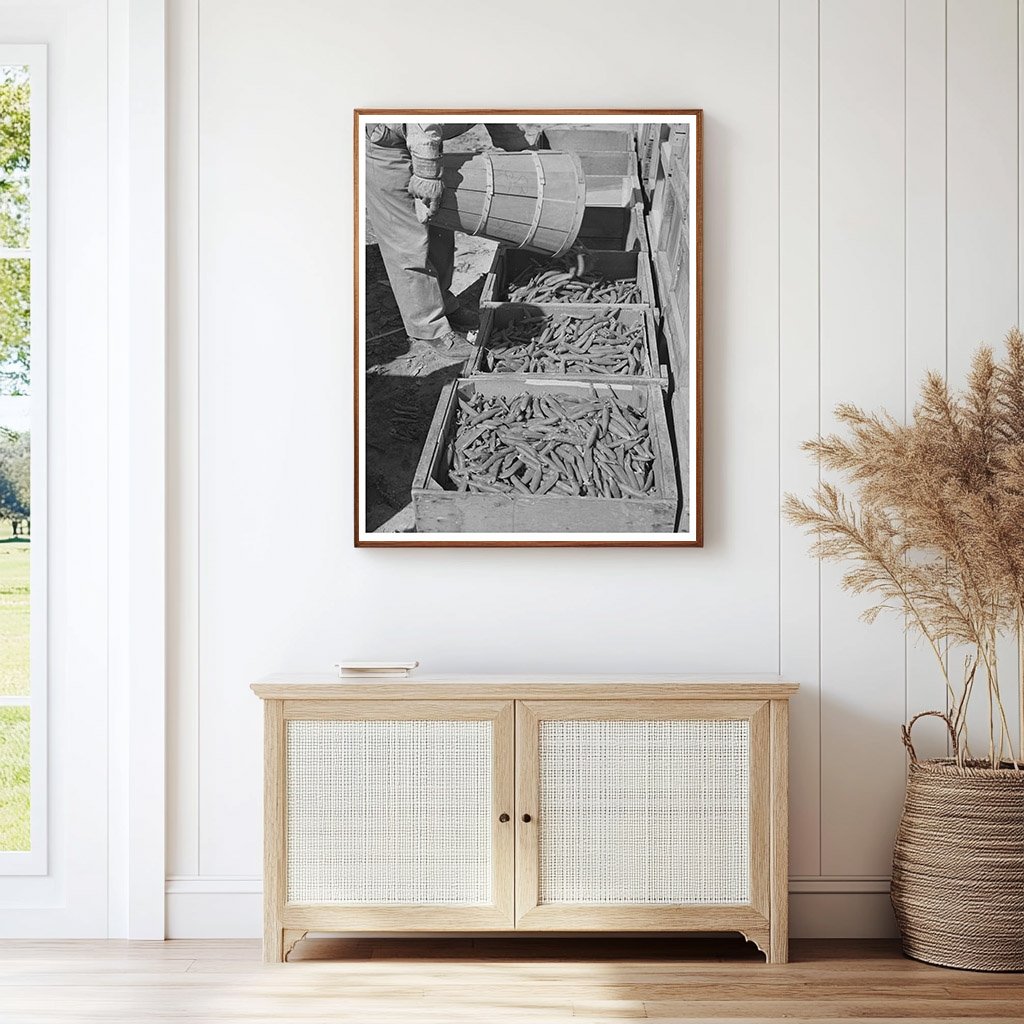 Freshly Picked Peas Imperial County California March 1942