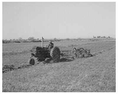 Raking Hay in Yuma County Arizona March 1942