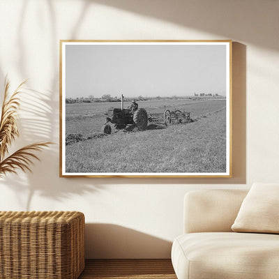 Raking Hay in Yuma County Arizona March 1942