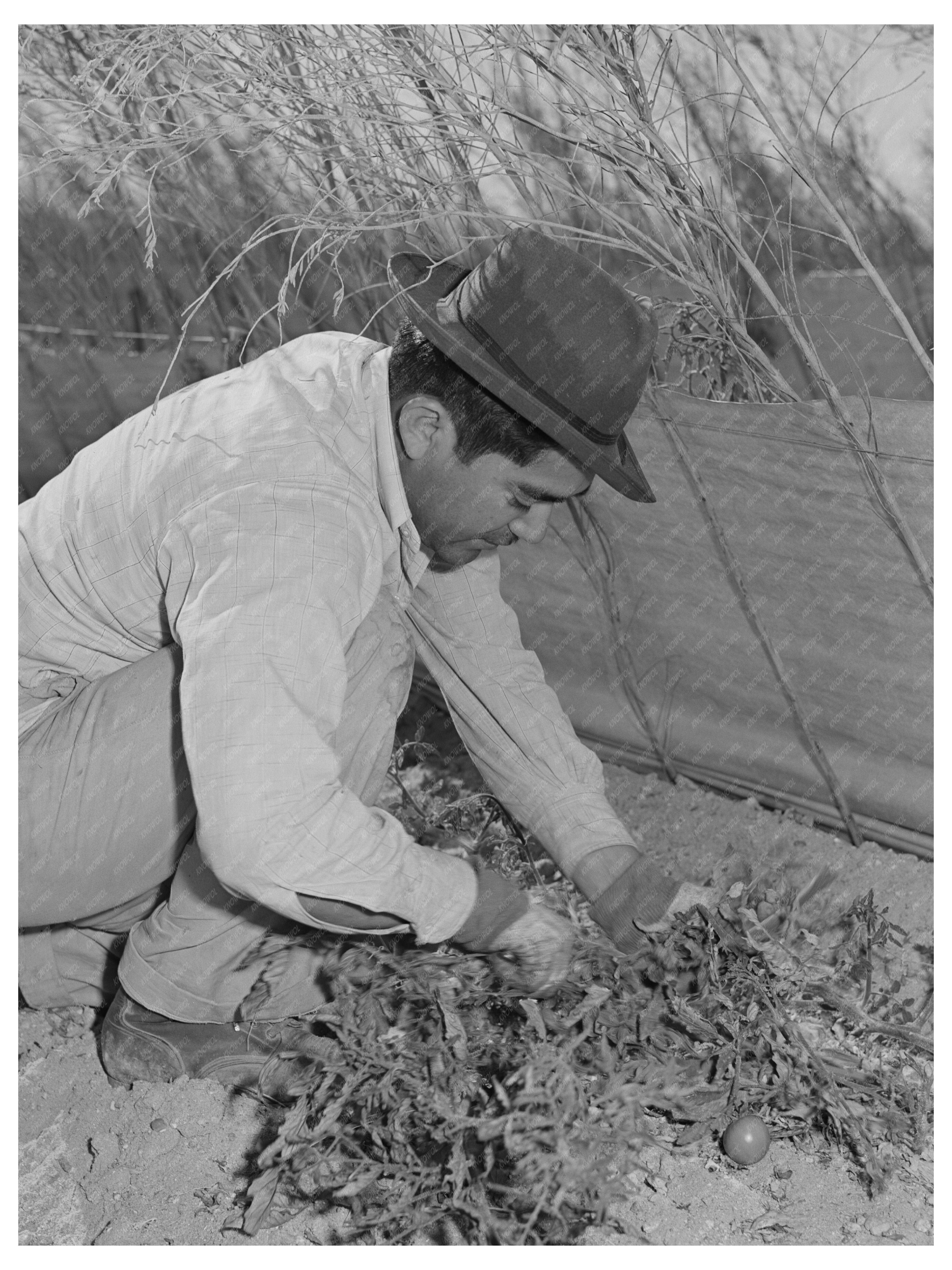 Farmworkers Picking Tomatoes Imperial County March 1942