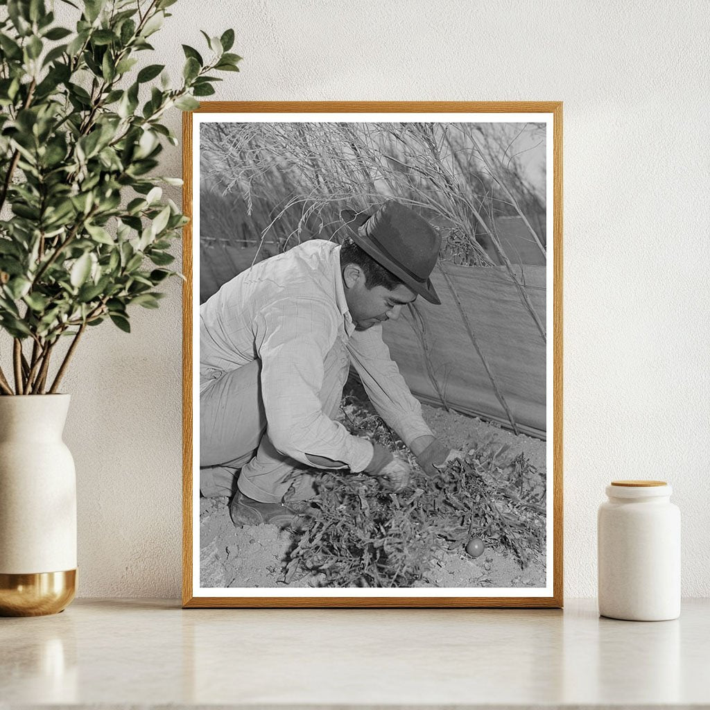 Farmworkers Picking Tomatoes Imperial County March 1942