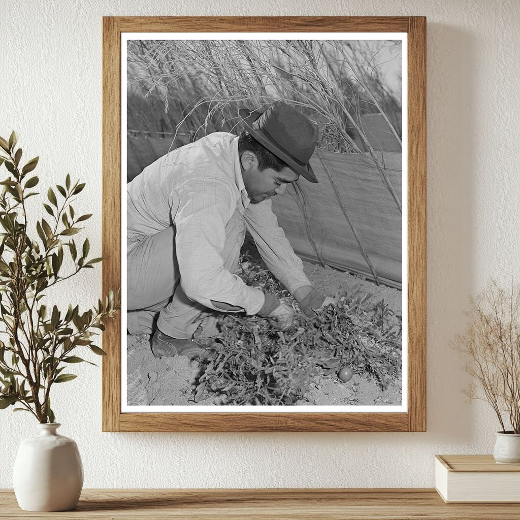 Farmworkers Picking Tomatoes Imperial County March 1942