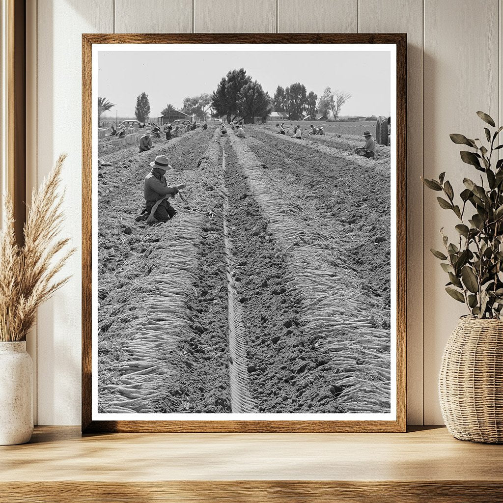 Yuma County Carrot Harvesting March 1942
