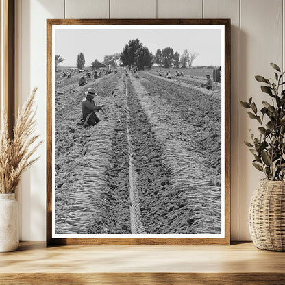Yuma County Carrot Harvesting March 1942