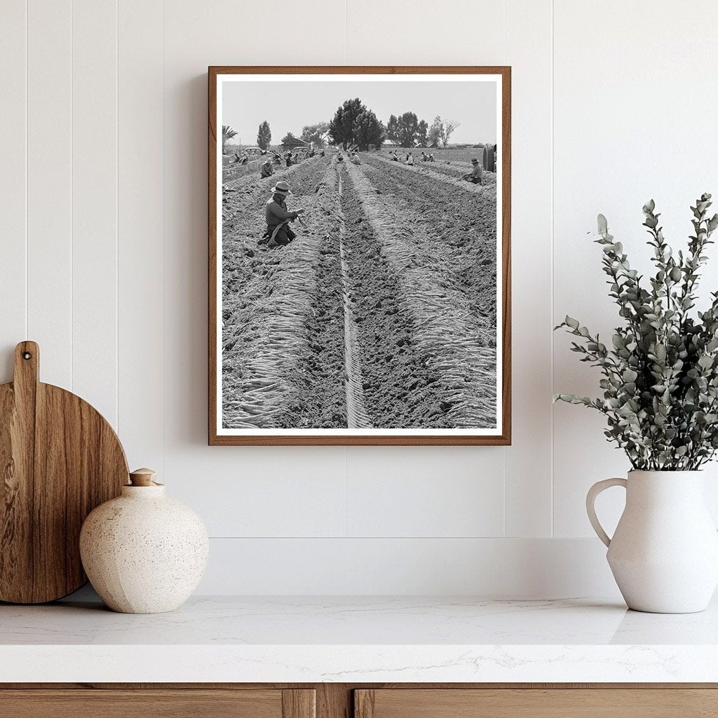 Yuma County Carrot Harvesting March 1942