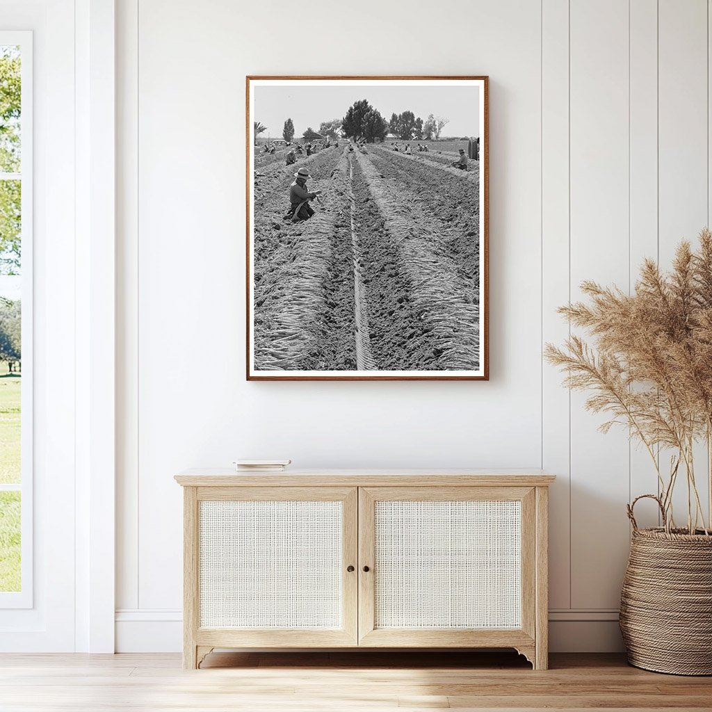 Yuma County Carrot Harvesting March 1942