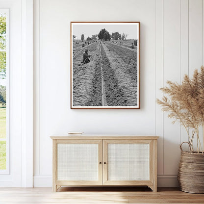 Yuma County Carrot Harvesting March 1942