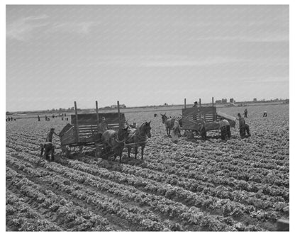 1942 Yuma County Agricultural Workers Harvesting Lettuce