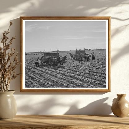 1942 Yuma County Agricultural Workers Harvesting Lettuce