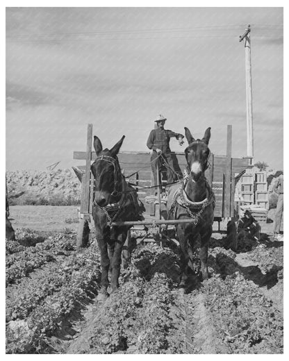 1942 Vintage Wagon in Yuma County Lettuce Field