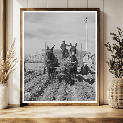 1942 Vintage Wagon in Yuma County Lettuce Field