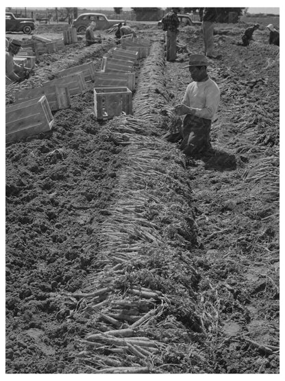 Farm Workers Bunching Carrots Yuma County Arizona 1942