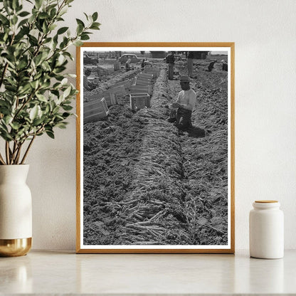 Farm Workers Bunching Carrots Yuma County Arizona 1942