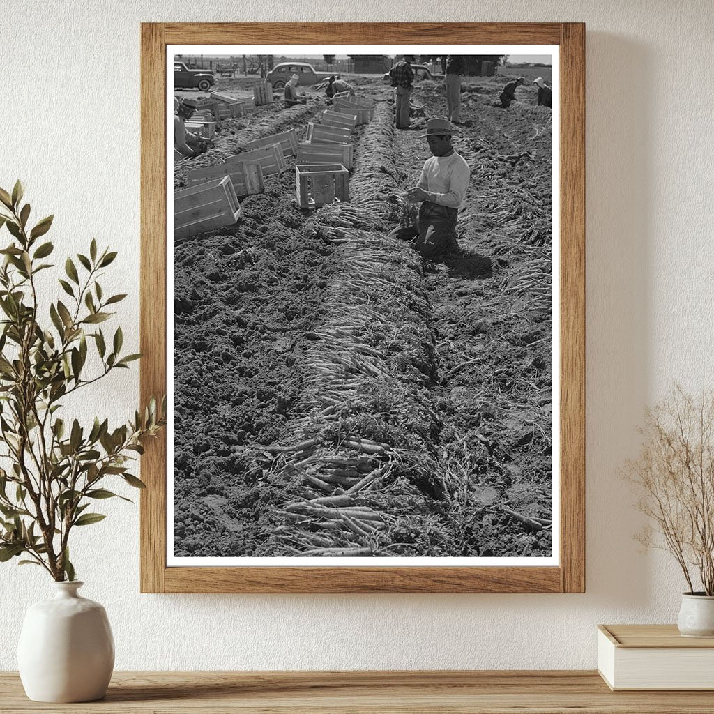 Farm Workers Bunching Carrots Yuma County Arizona 1942