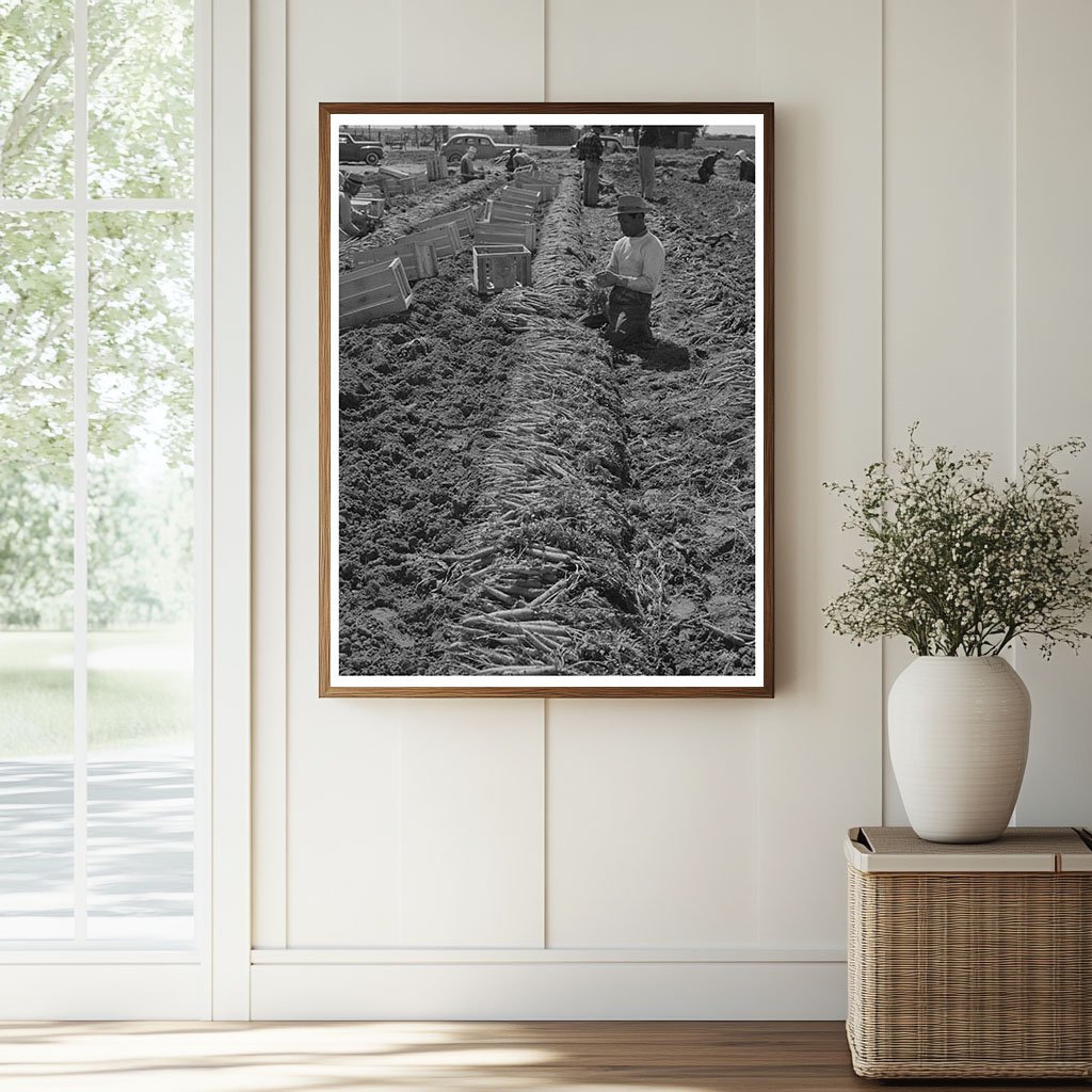 Farm Workers Bunching Carrots Yuma County Arizona 1942