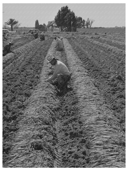 Workers Bunching Carrots in Yuma County 1942