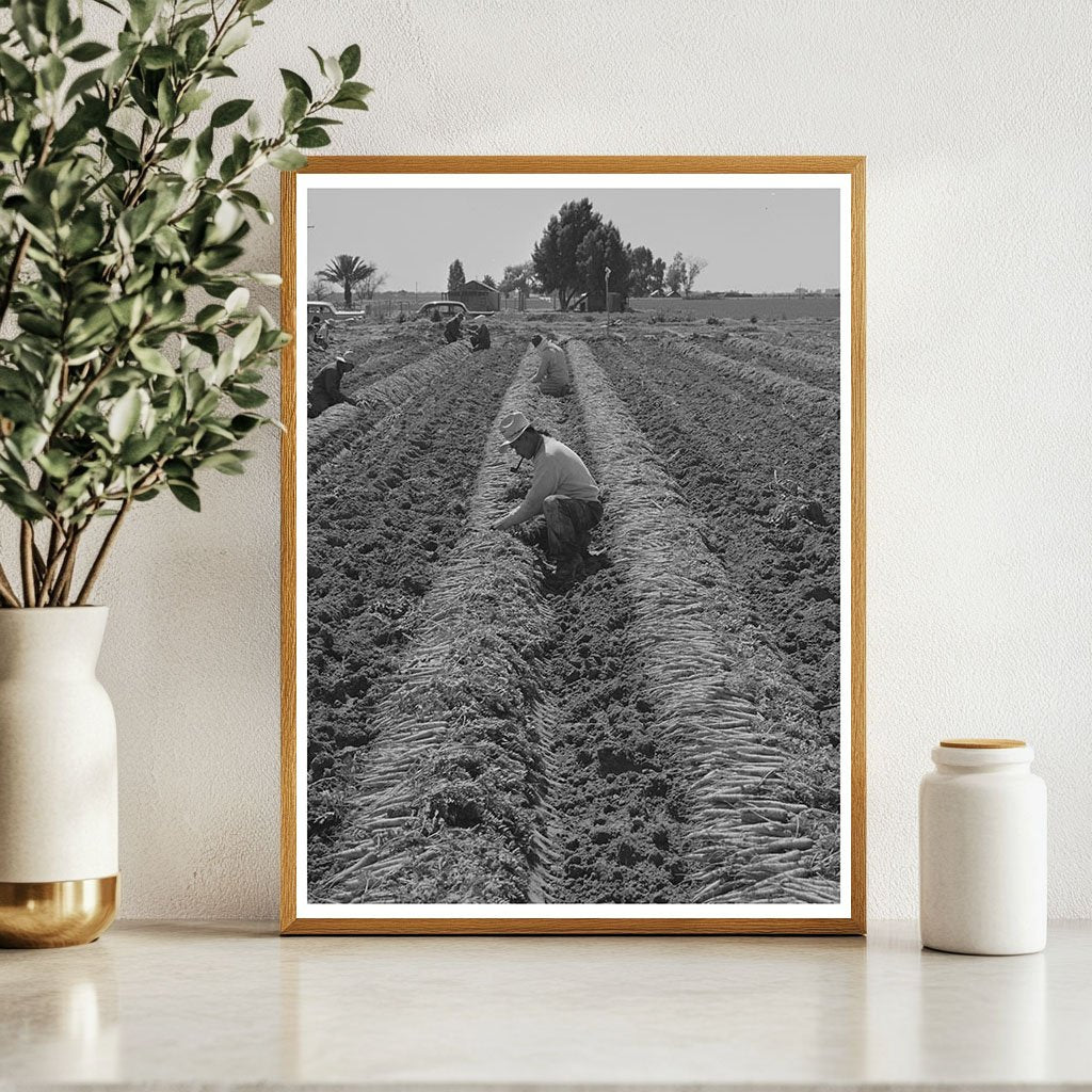 Workers Bunching Carrots in Yuma County 1942