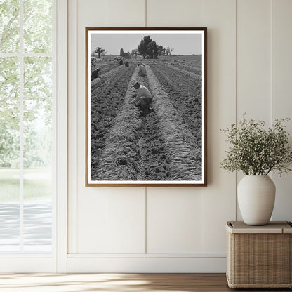 Workers Bunching Carrots in Yuma County 1942