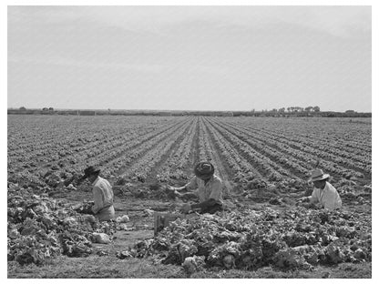 Workers Sorting Lettuce in Yuma County Arizona 1942