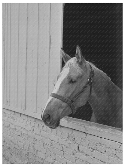 Horse at Imperial County Fair El Centro California 1942