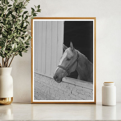 Horse at Imperial County Fair El Centro California 1942