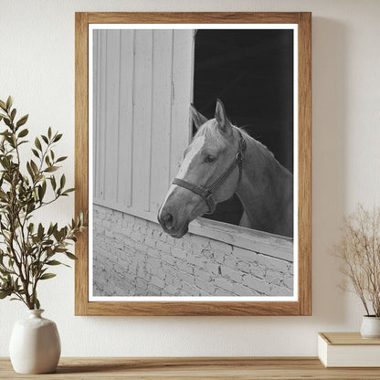 Horse at Imperial County Fair El Centro California 1942