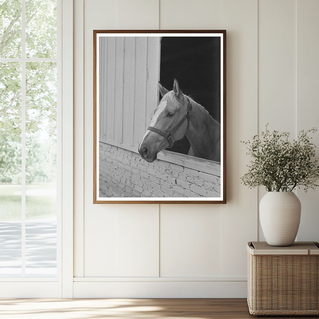 Horse at Imperial County Fair El Centro California 1942