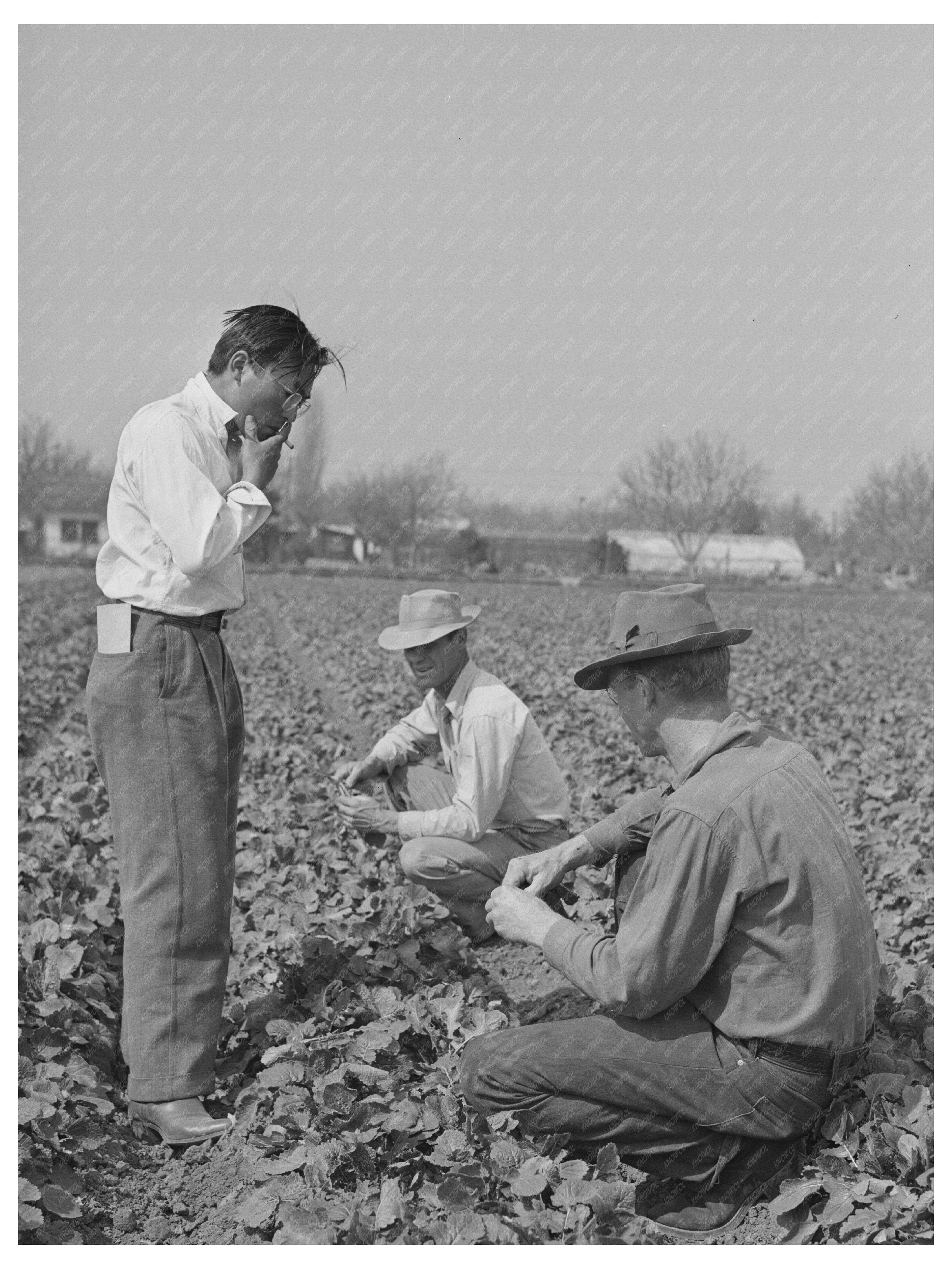 1942 Vintage Photo of Farmers in Los Angeles California