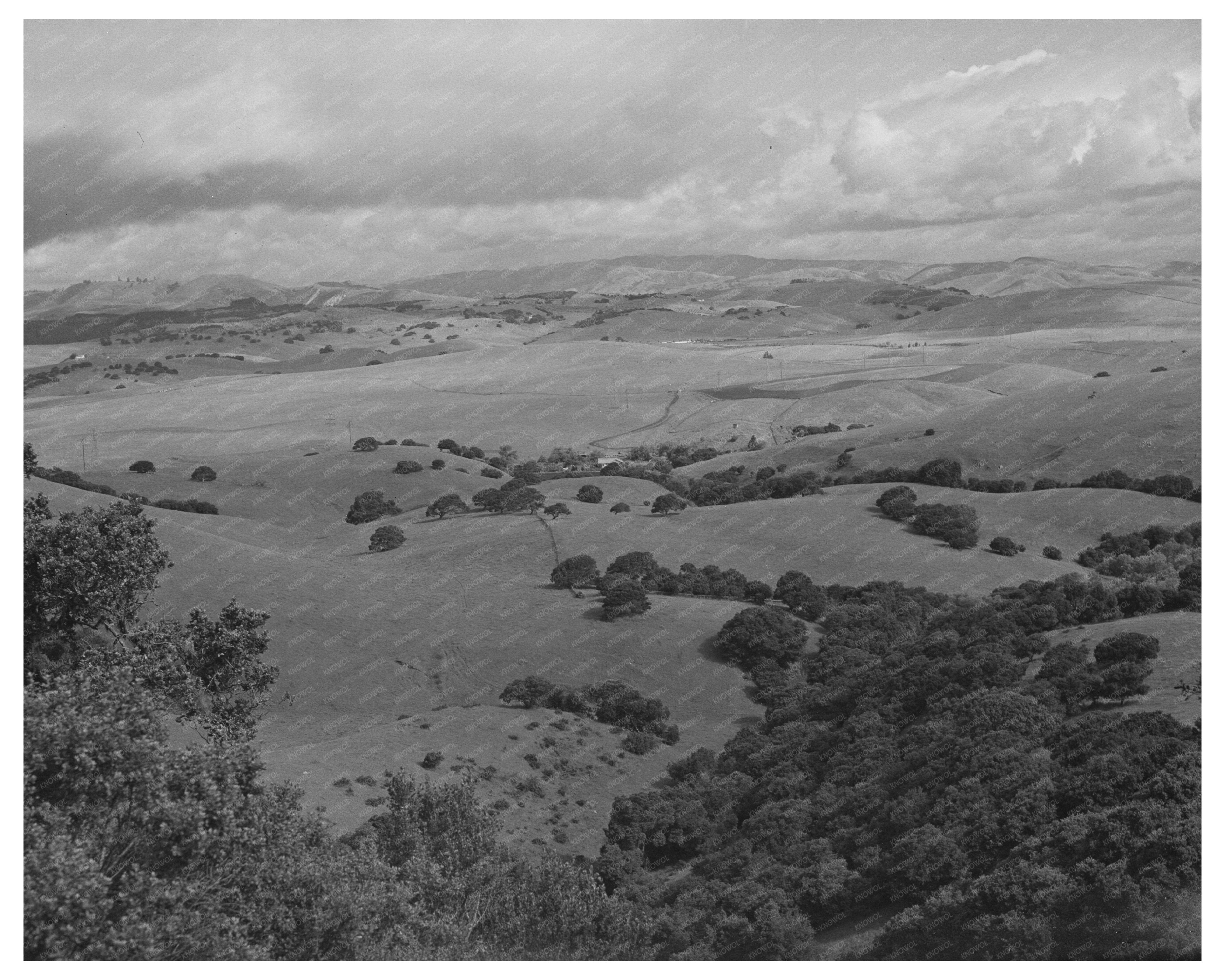 San Benito County California Foothills Cattle Sheep Grazing 1942