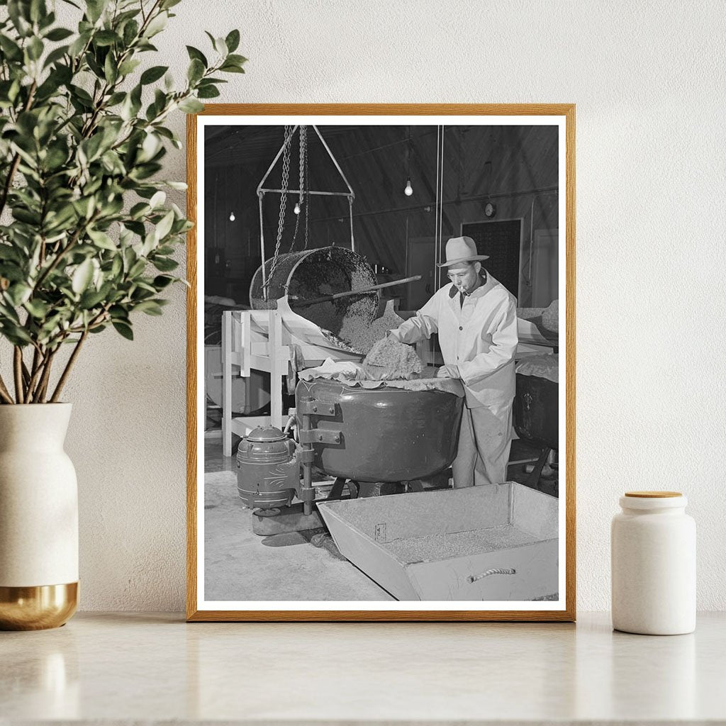 Salinas California Guayule Seed Processing 1942