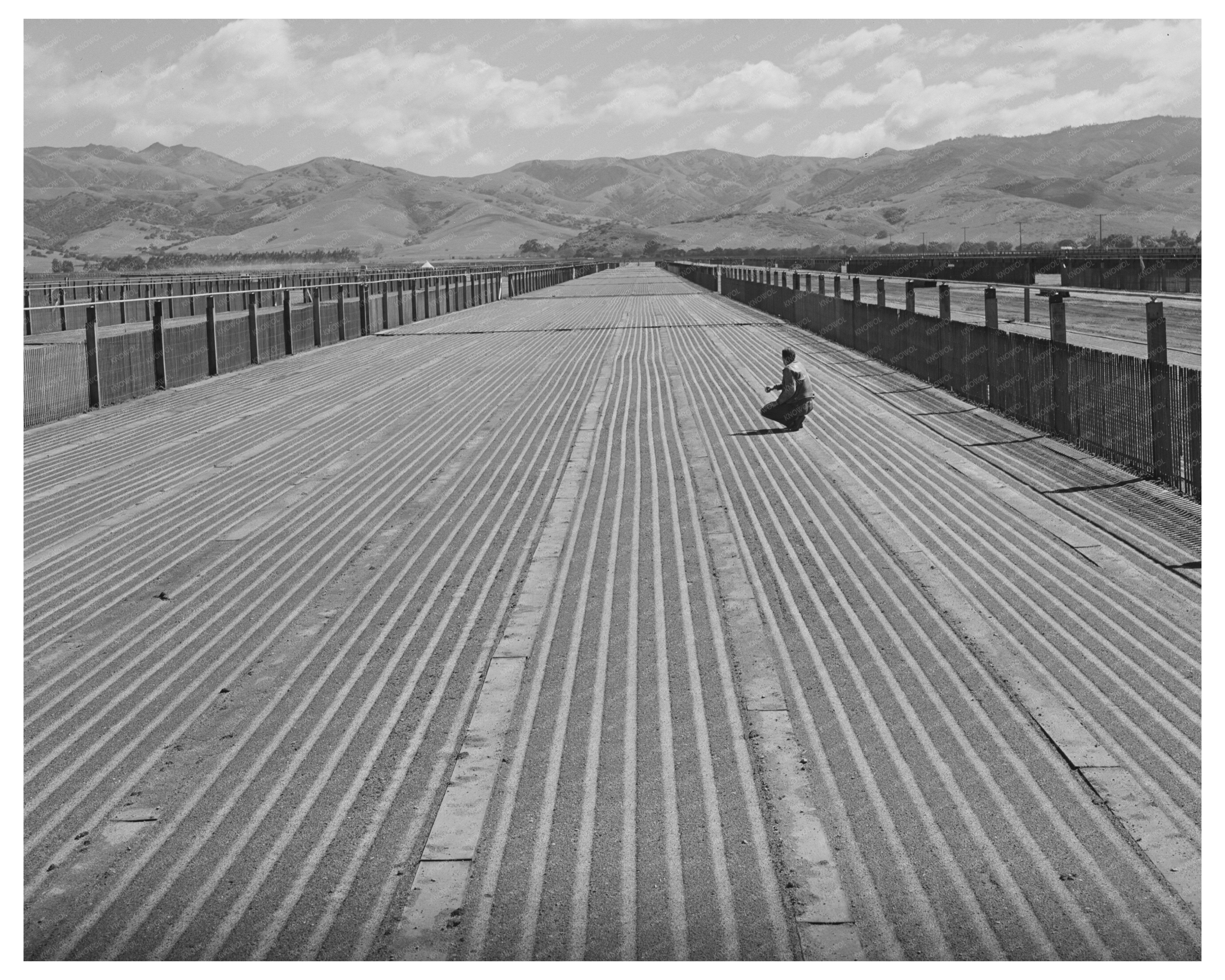 Guayule Nursery in Salinas California 1942 Agricultural Innovation