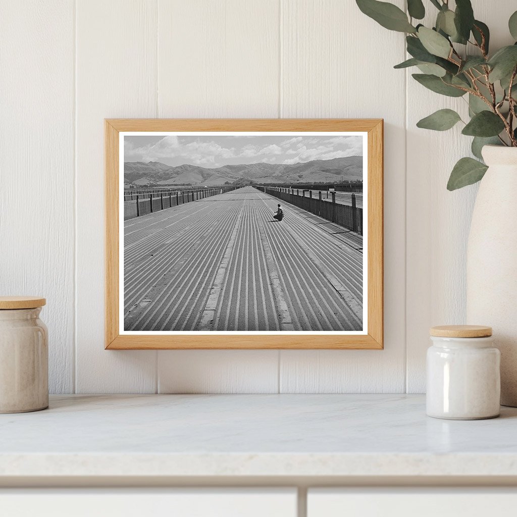 Guayule Nursery in Salinas California 1942 Agricultural Innovation