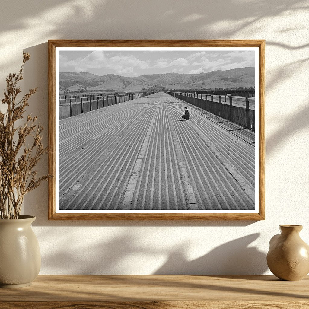 Guayule Nursery in Salinas California 1942 Agricultural Innovation