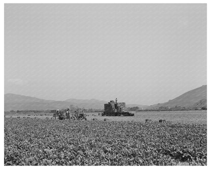 Japanese-Americans in Spinach Fields California May 1942