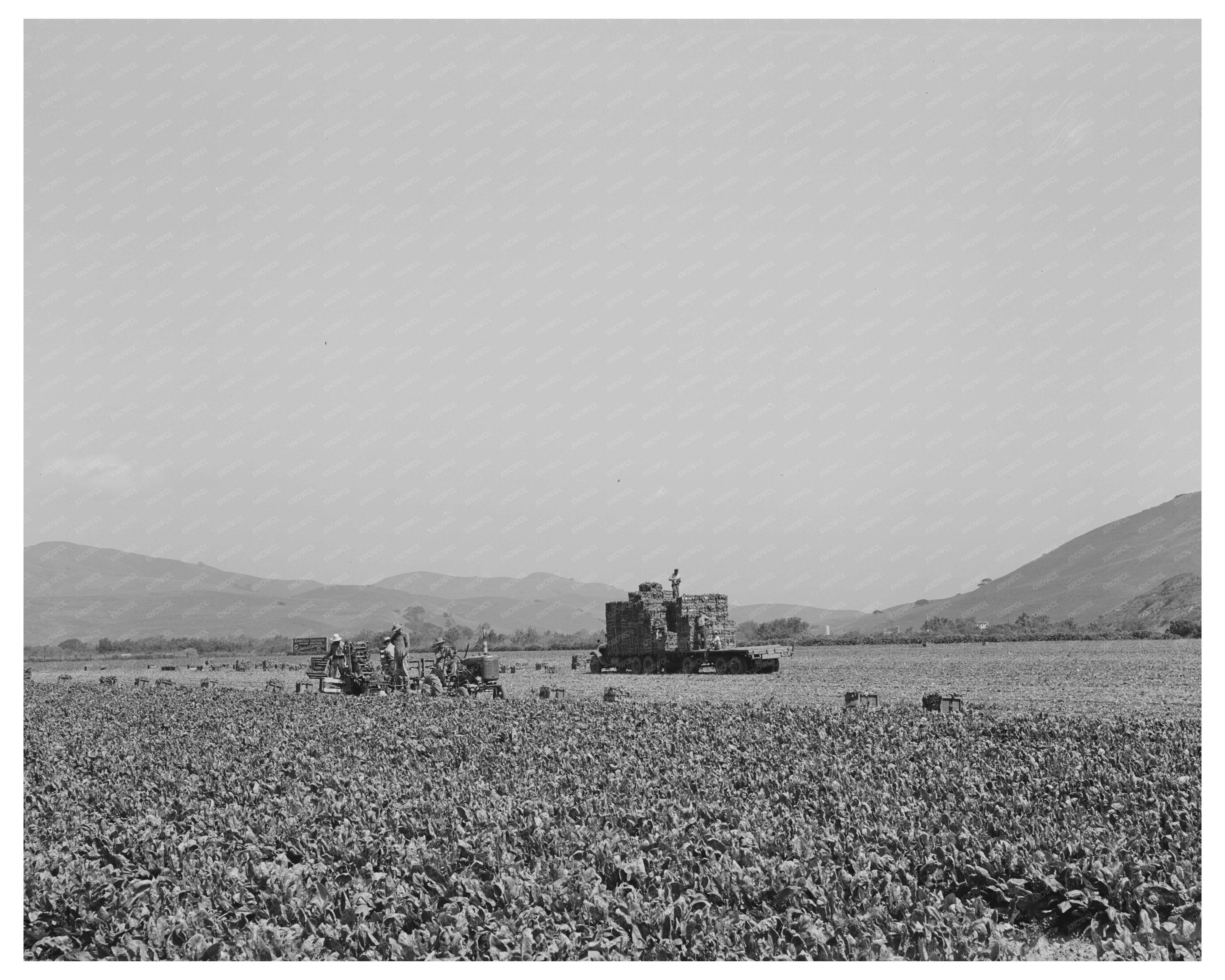 Japanese-Americans in Spinach Fields California May 1942