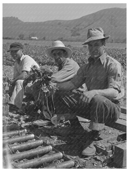 Japanese-Americans Farming in San Benito County 1942