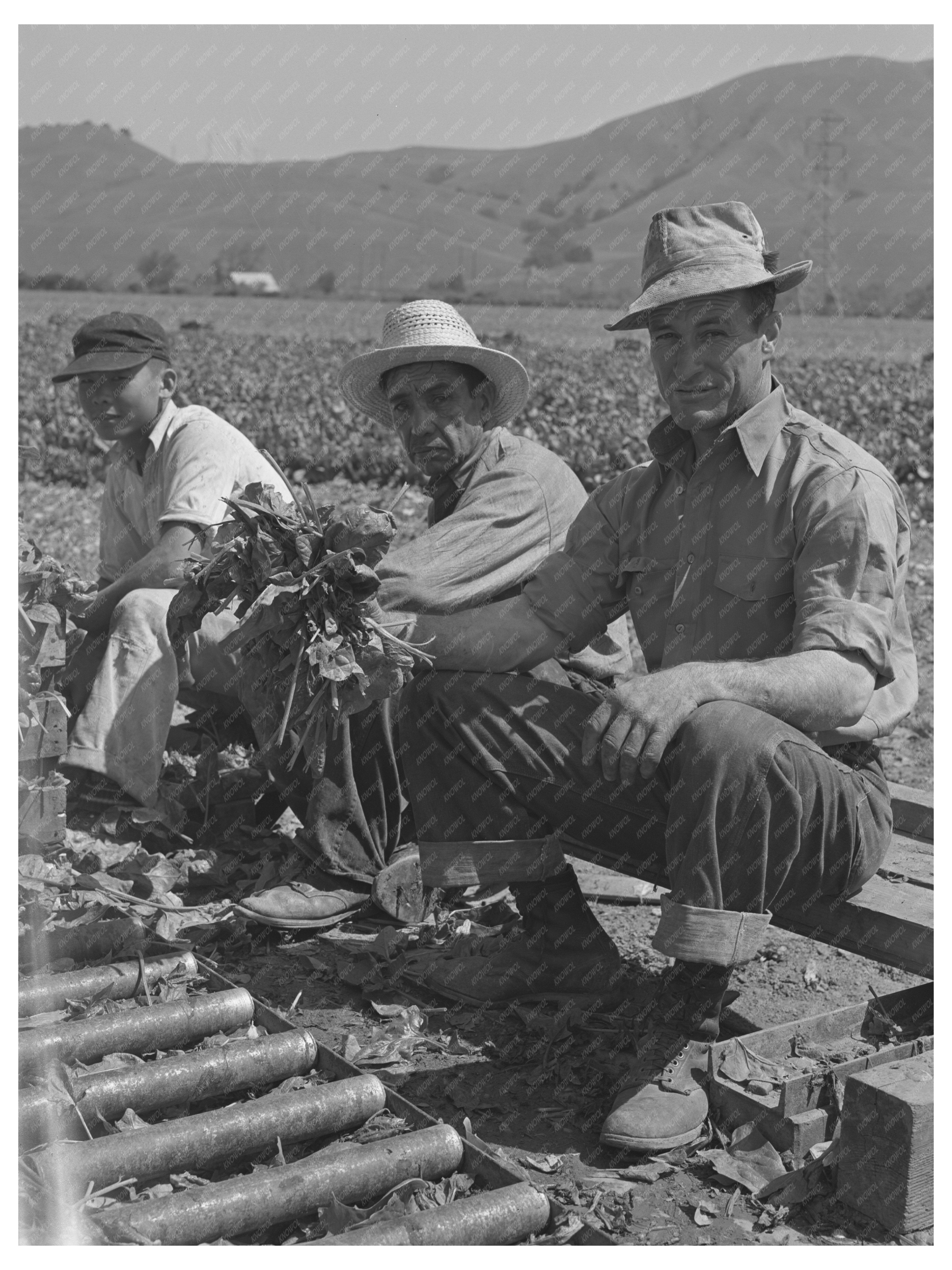 Japanese-Americans Farming in San Benito County 1942